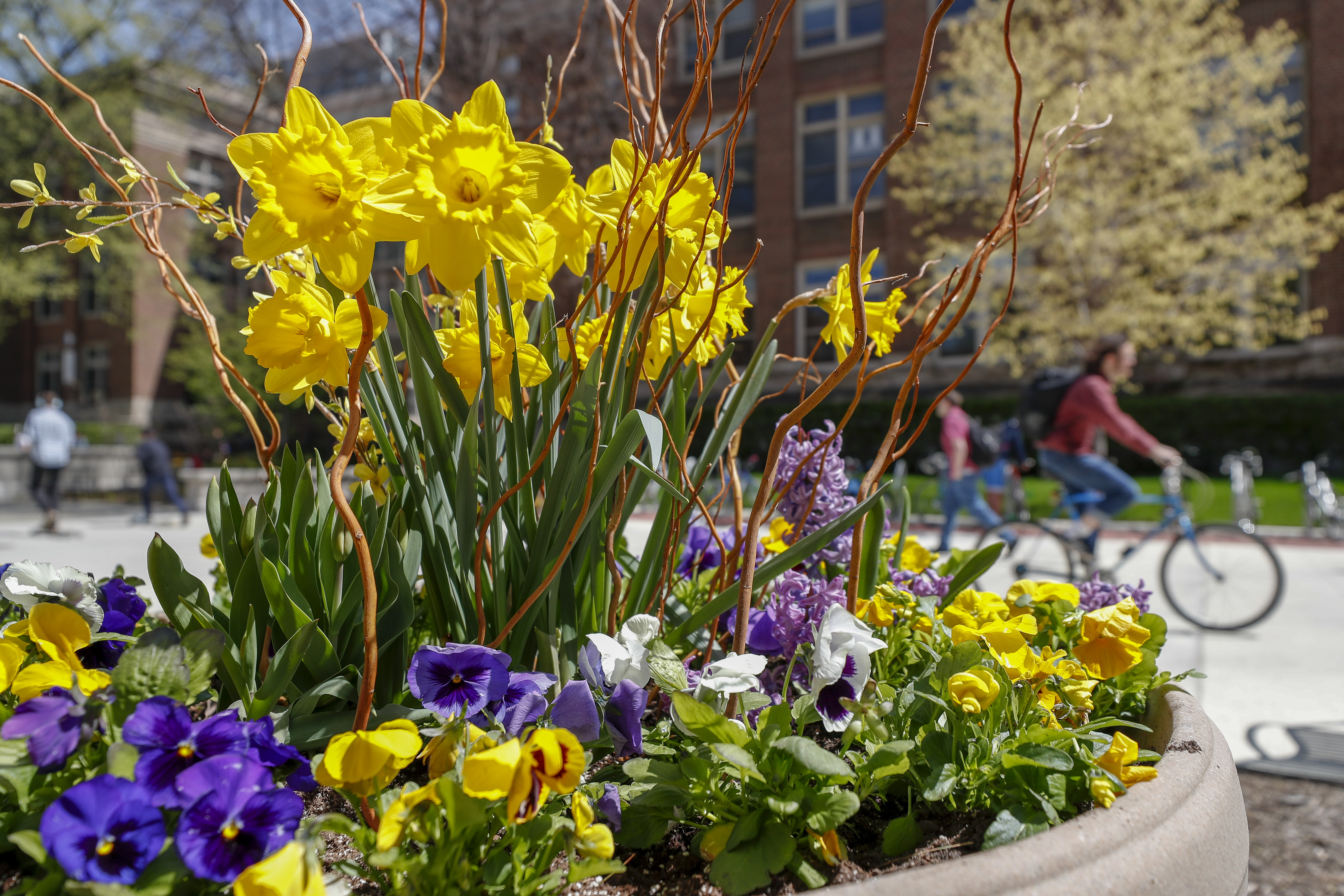 Daffodils on campus